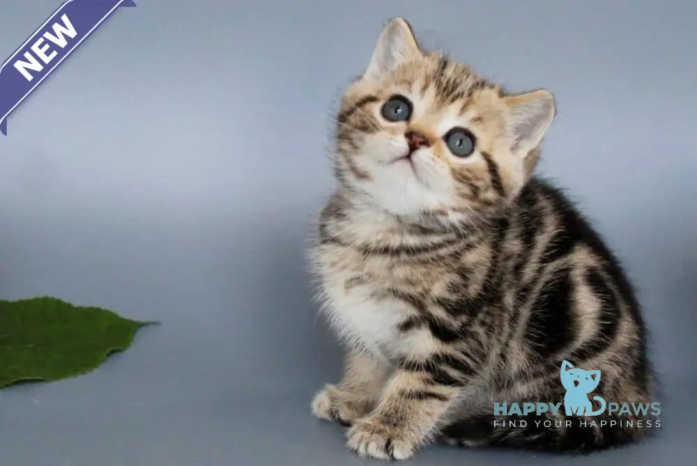 Ully British Shorthair male black tabby live animals