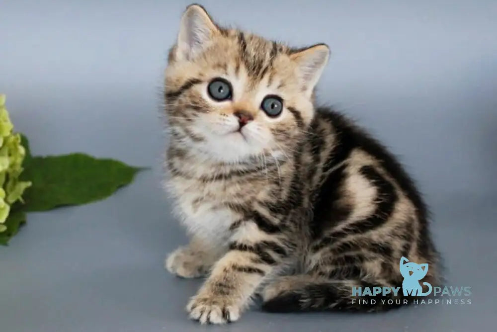 Ully British Shorthair male black tabby live animals