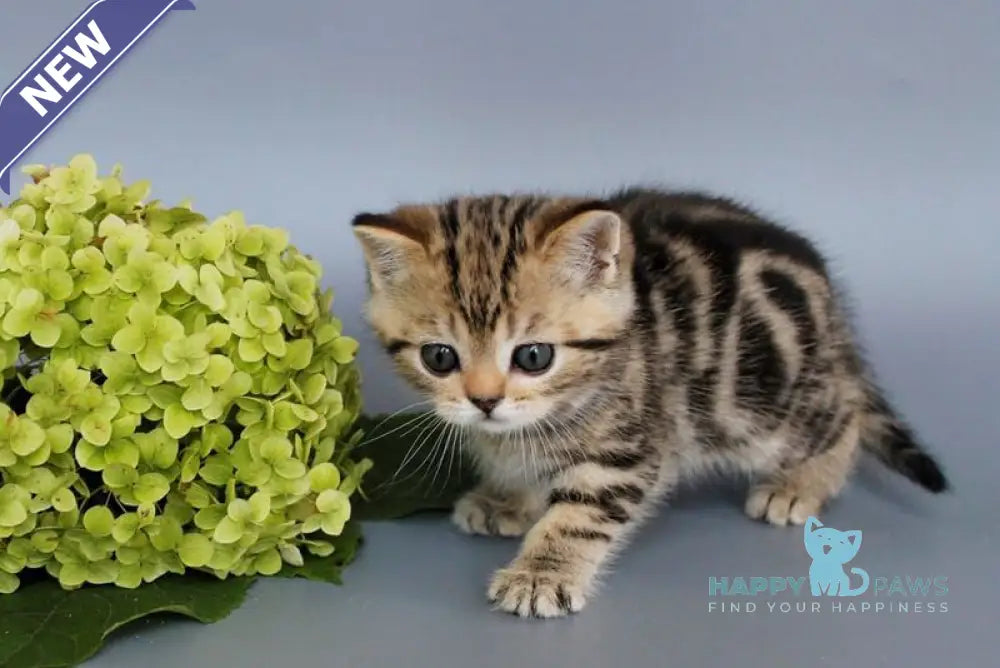 Ully British Shorthair male black tabby live animals