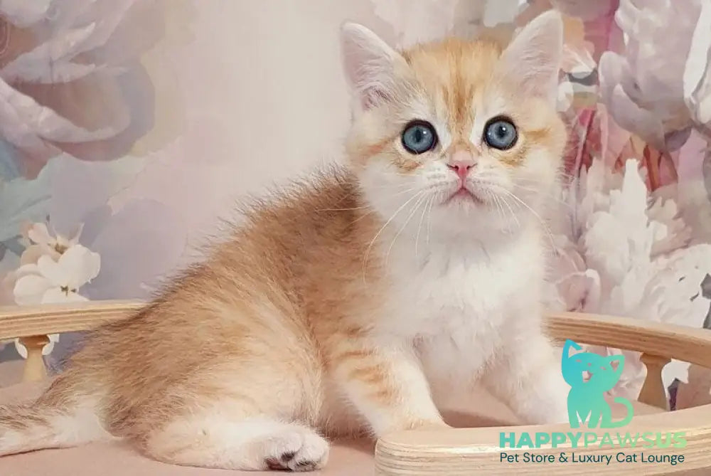 Ulman British Shorthair male black golden spotted tabby - live animals