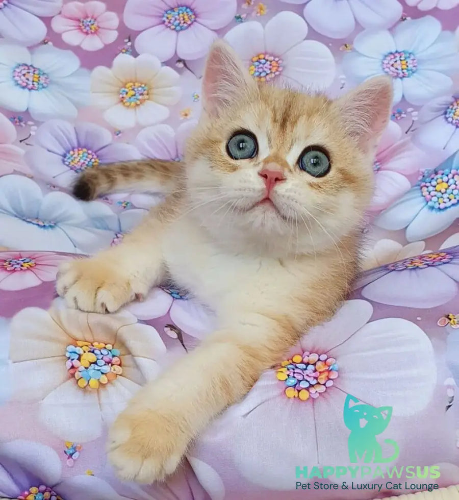 Ul’man British Shorthair male black golden spotted tabby - live animals