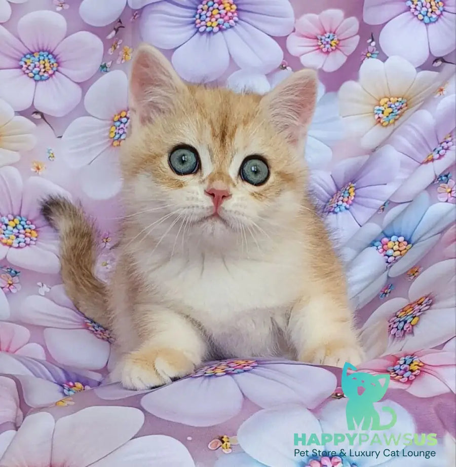 Ul’man British Shorthair male black golden spotted tabby - live animals
