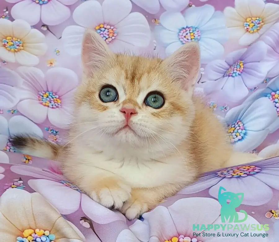 Ul’man British Shorthair male black golden spotted tabby - live animals