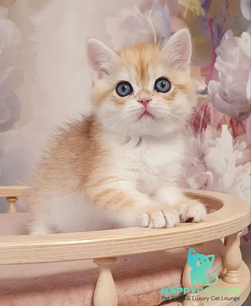 Ulman British Shorthair male black golden spotted tabby - live animals
