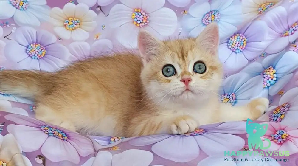 Ul’man British Shorthair male black golden spotted tabby - live animals