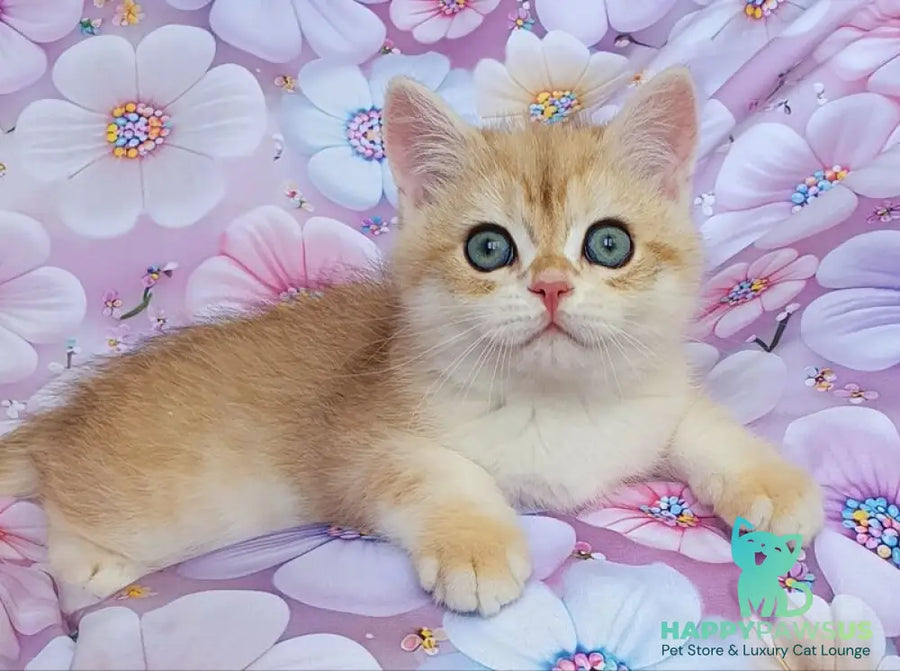 Ul’man British Shorthair male black golden spotted tabby - live animals