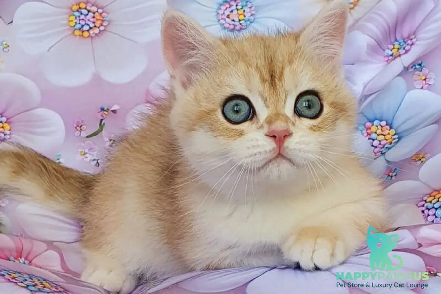 Ul’man British Shorthair male black golden spotted tabby - live animals