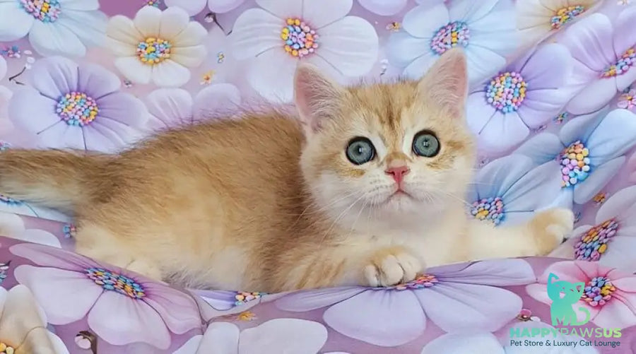Ul’man British Shorthair male black golden spotted tabby - live animals