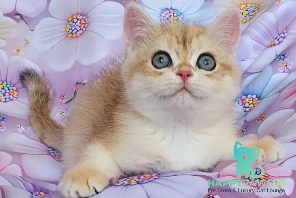 Ul’man British Shorthair male black golden spotted tabby - live animals