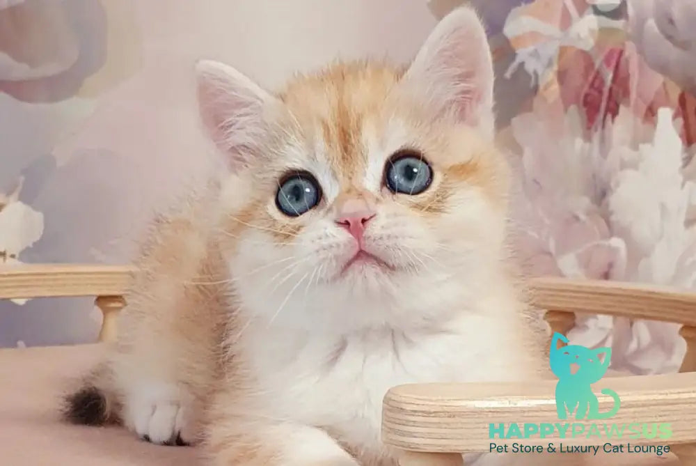 Ulman British Shorthair male black golden spotted tabby - live animals