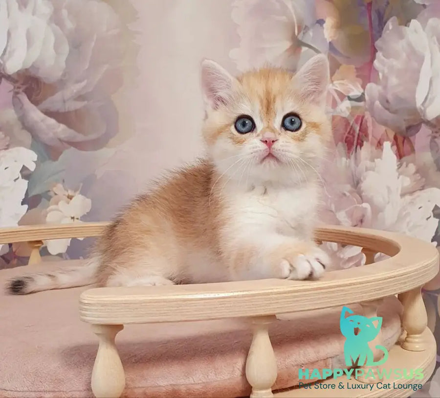 Ulman British Shorthair male black golden spotted tabby - live animals