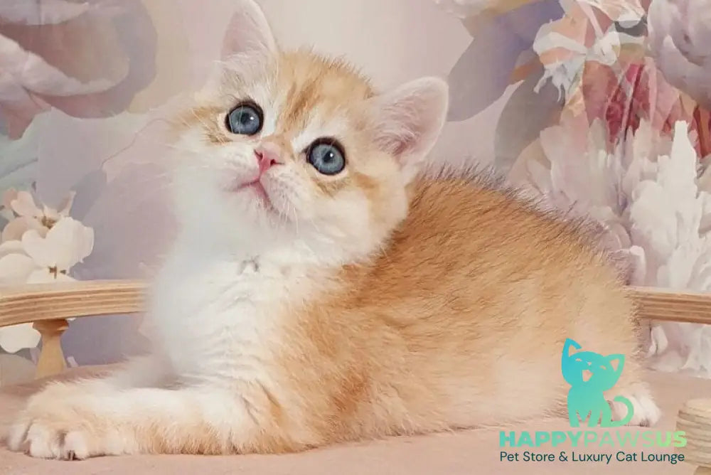 Ul’man British Shorthair male black golden spotted tabby - live animals