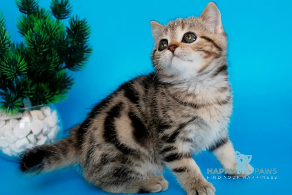 Ulmar British Shorthair male black tabby live animals