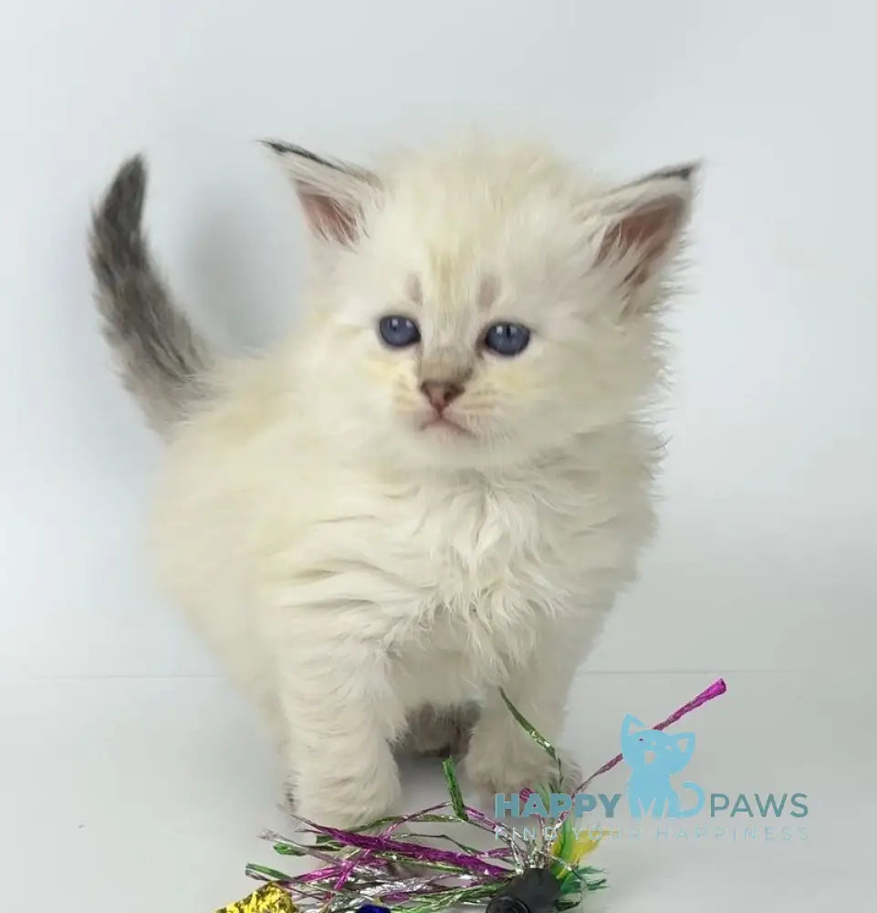 Ulnara Siberian female seal lynx pointed live animals