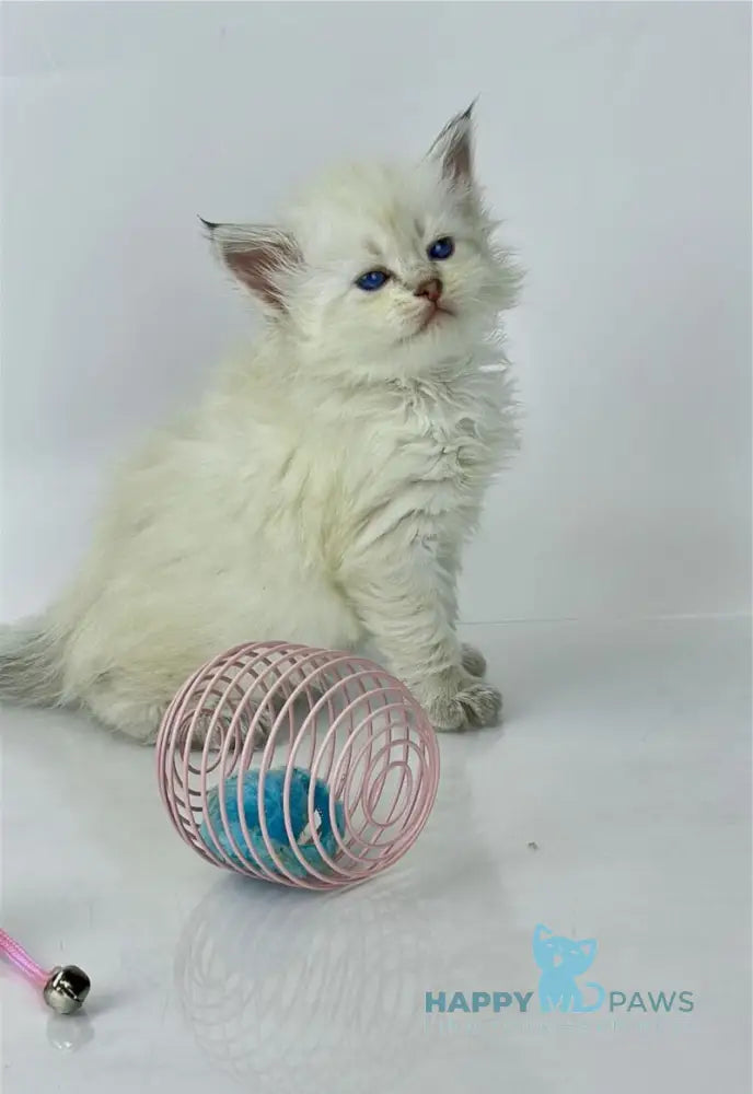 Ulnara Siberian female seal lynx pointed live animals