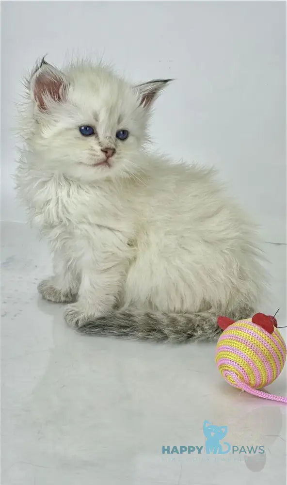 Ulnara Siberian female seal lynx pointed live animals