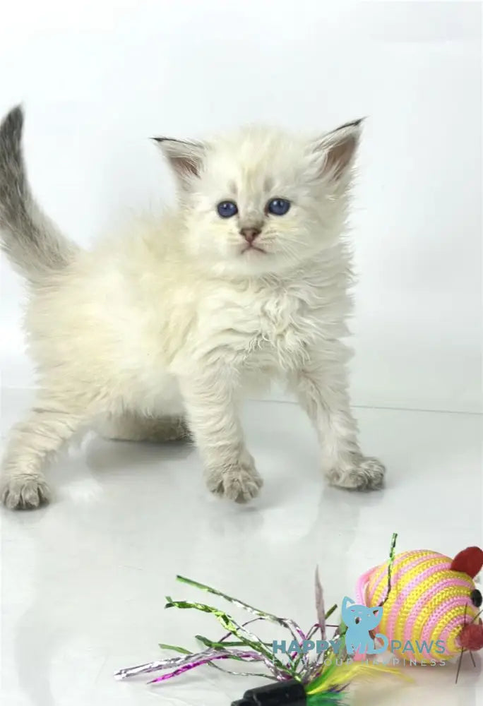 Ulnara Siberian female seal lynx pointed live animals