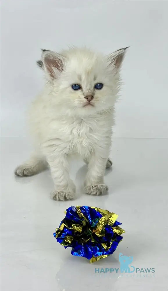 Ulnara Siberian female seal lynx pointed live animals