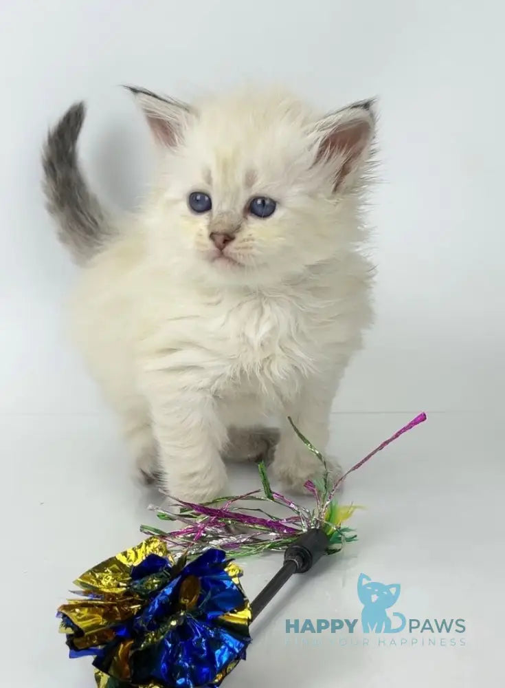 Ulnara Siberian female seal lynx pointed live animals