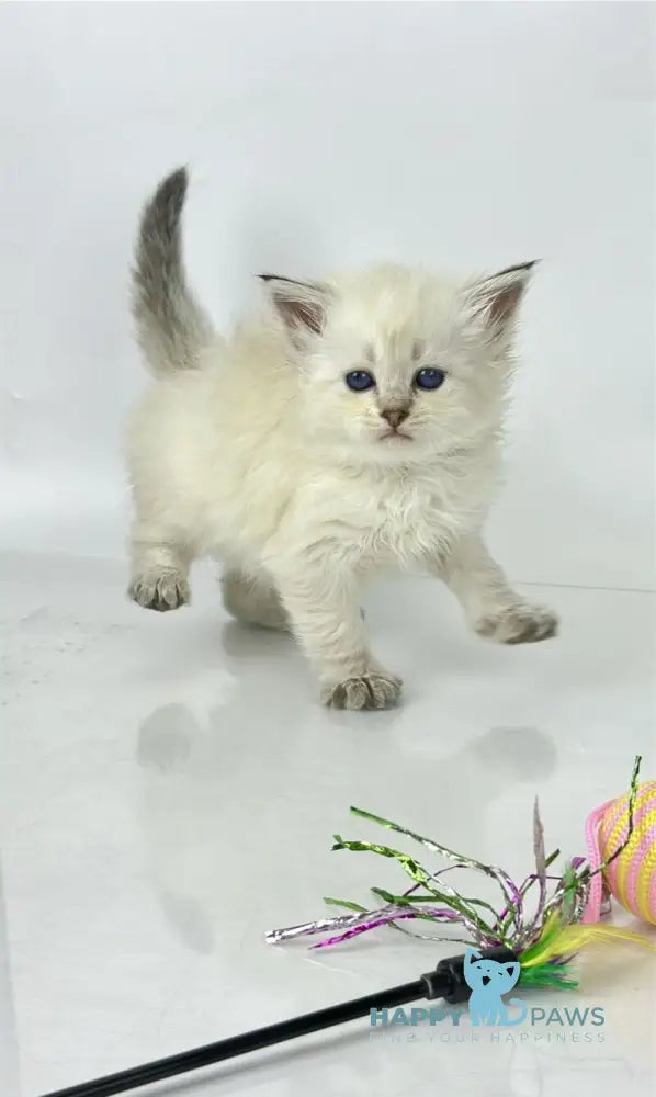 Ulnara Siberian female seal lynx pointed live animals