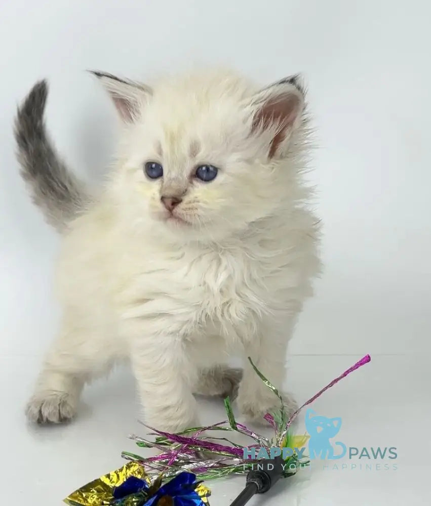Ulnara Siberian female seal lynx pointed live animals