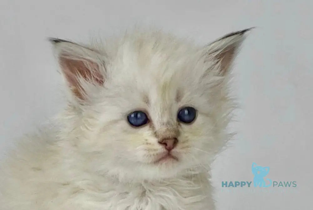 Ulnara Siberian female seal lynx pointed live animals