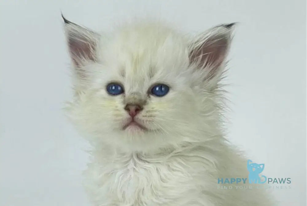 Ulnara Siberian female seal lynx pointed live animals