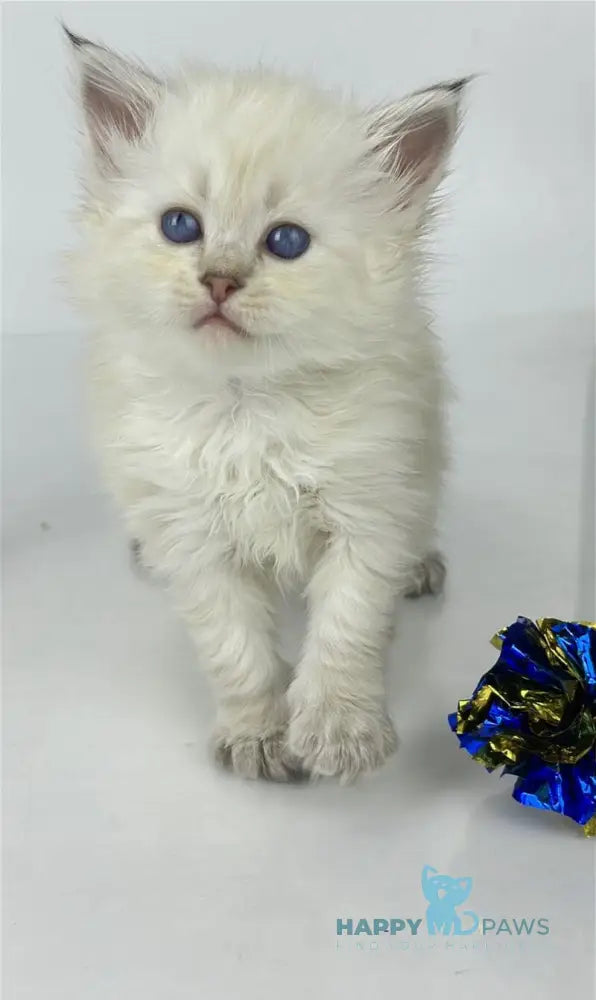 Ulnara Siberian female seal lynx pointed live animals