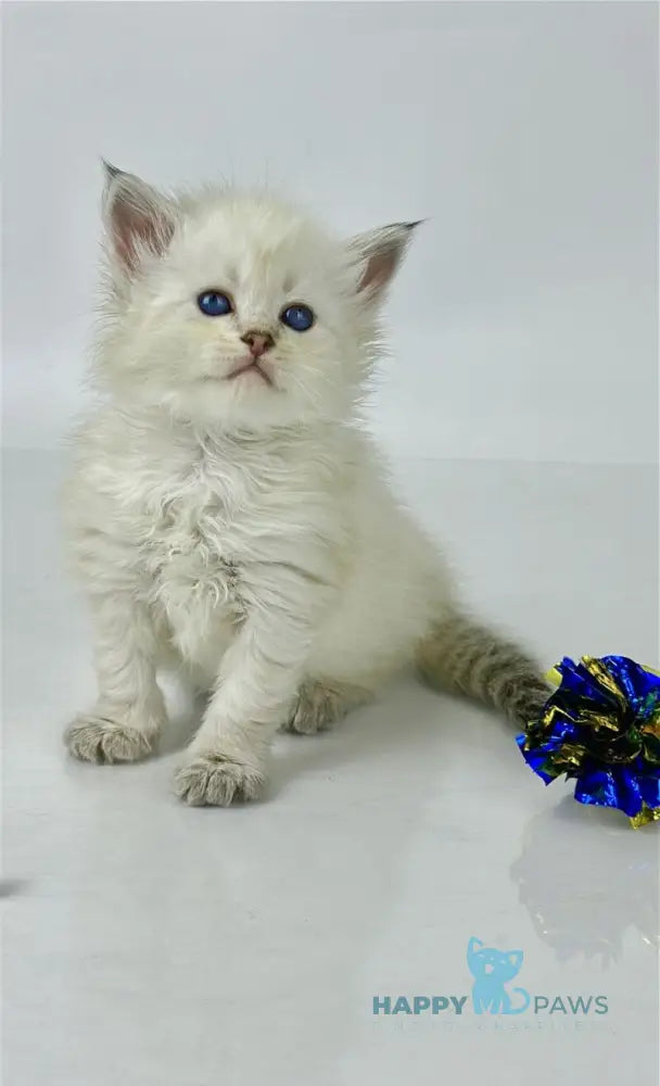 Ulnara Siberian female seal lynx pointed live animals