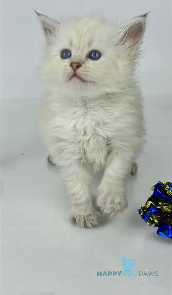 Ulnara Siberian female seal lynx pointed live animals