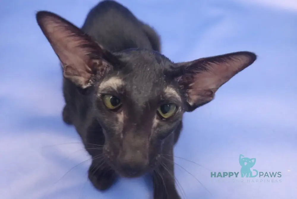 Ulric Oriental Shorthair male black live animals