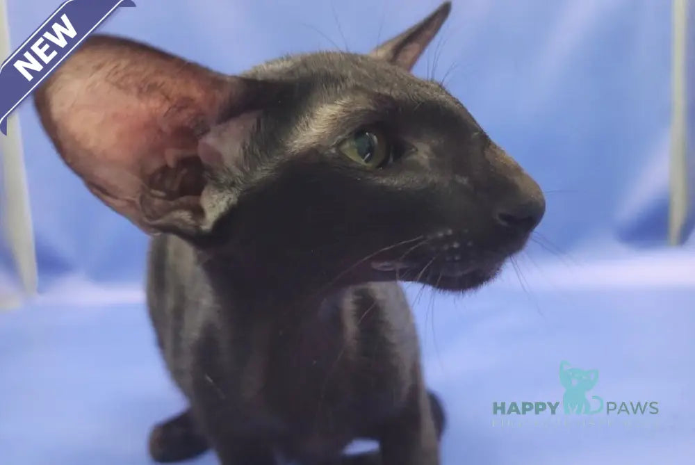 Ulric Oriental Shorthair male black live animals