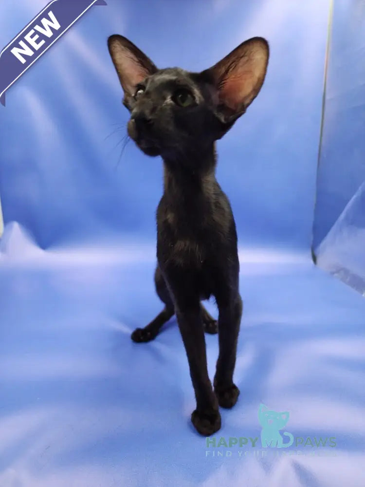 Ulric Oriental Shorthair male black live animals