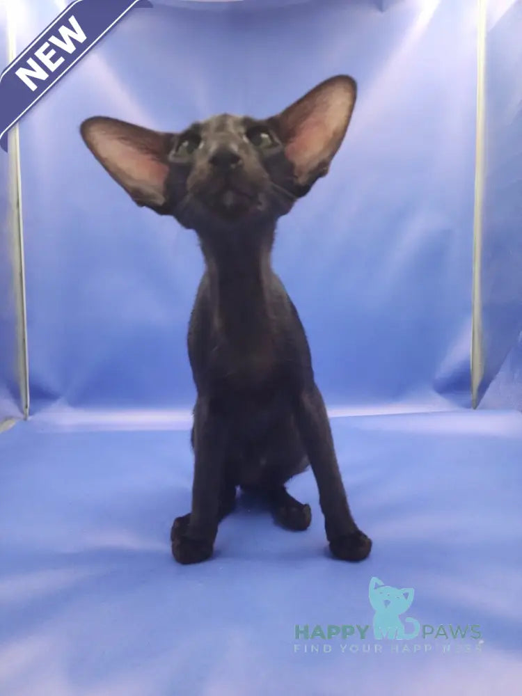 Ulric Oriental Shorthair male black live animals