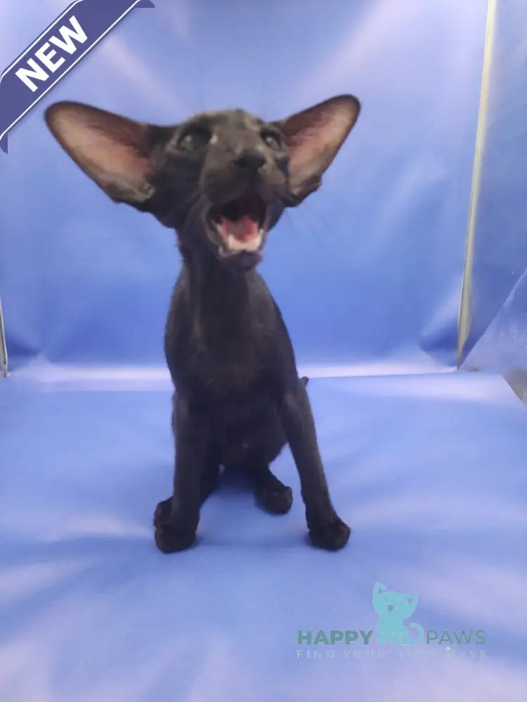 Ulric Oriental Shorthair male black live animals