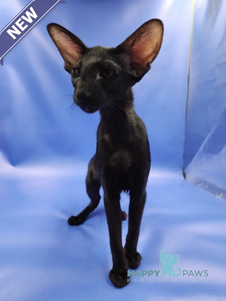 Ulric Oriental Shorthair male black live animals