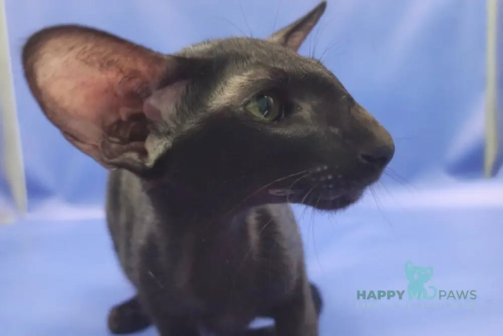 Ulric Oriental Shorthair male black live animals
