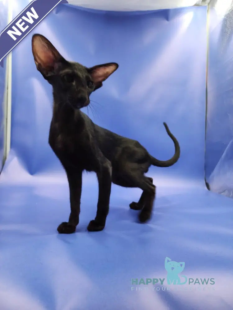 Ulric Oriental Shorthair male black live animals