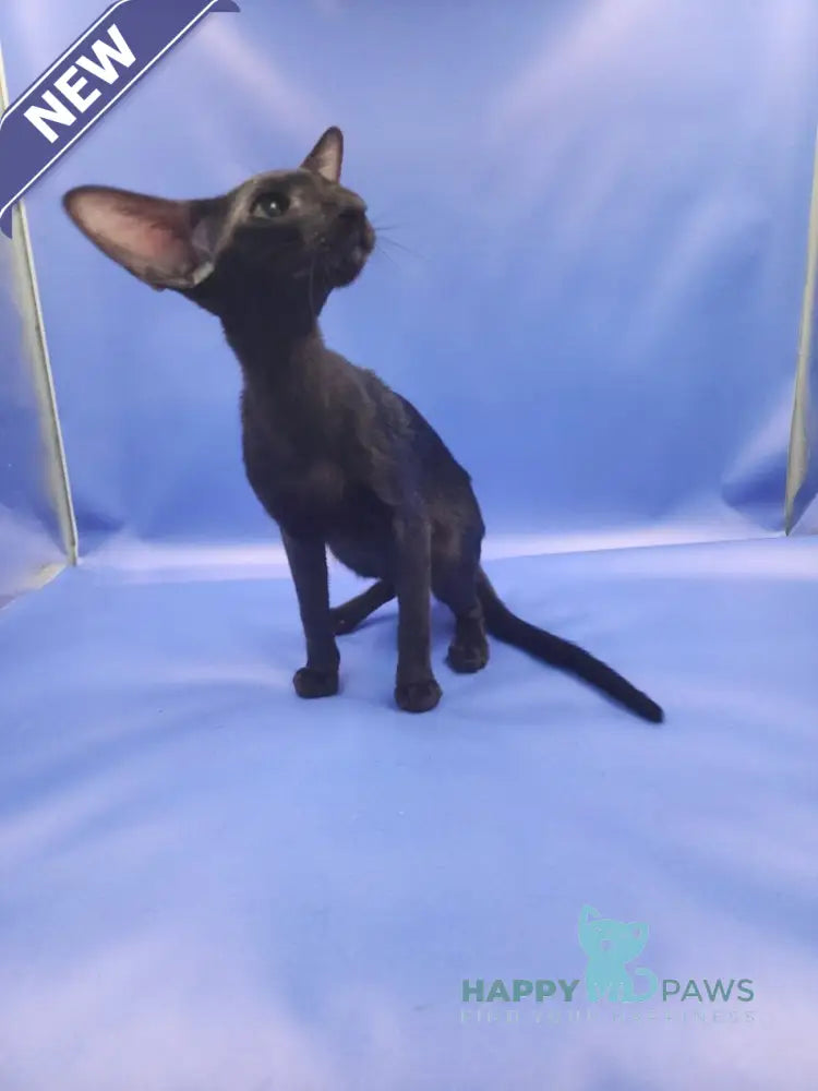 Ulric Oriental Shorthair male black live animals