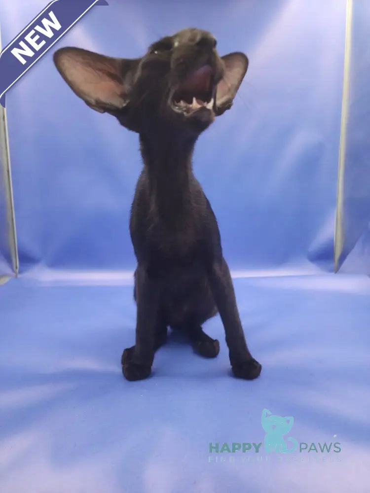 Ulric Oriental Shorthair male black live animals