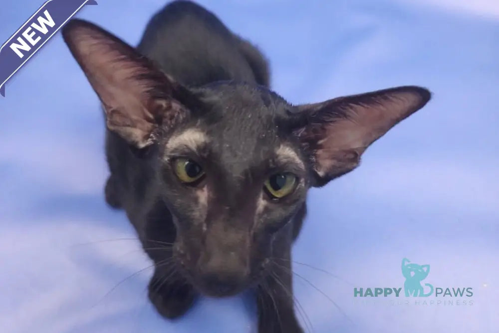 Ulric Oriental Shorthair male black live animals