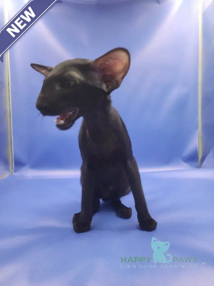 Ulric Oriental Shorthair male black live animals