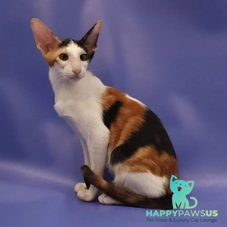 Ulrica Oriental Shorthair female black tortie tabby harlequin - live animals