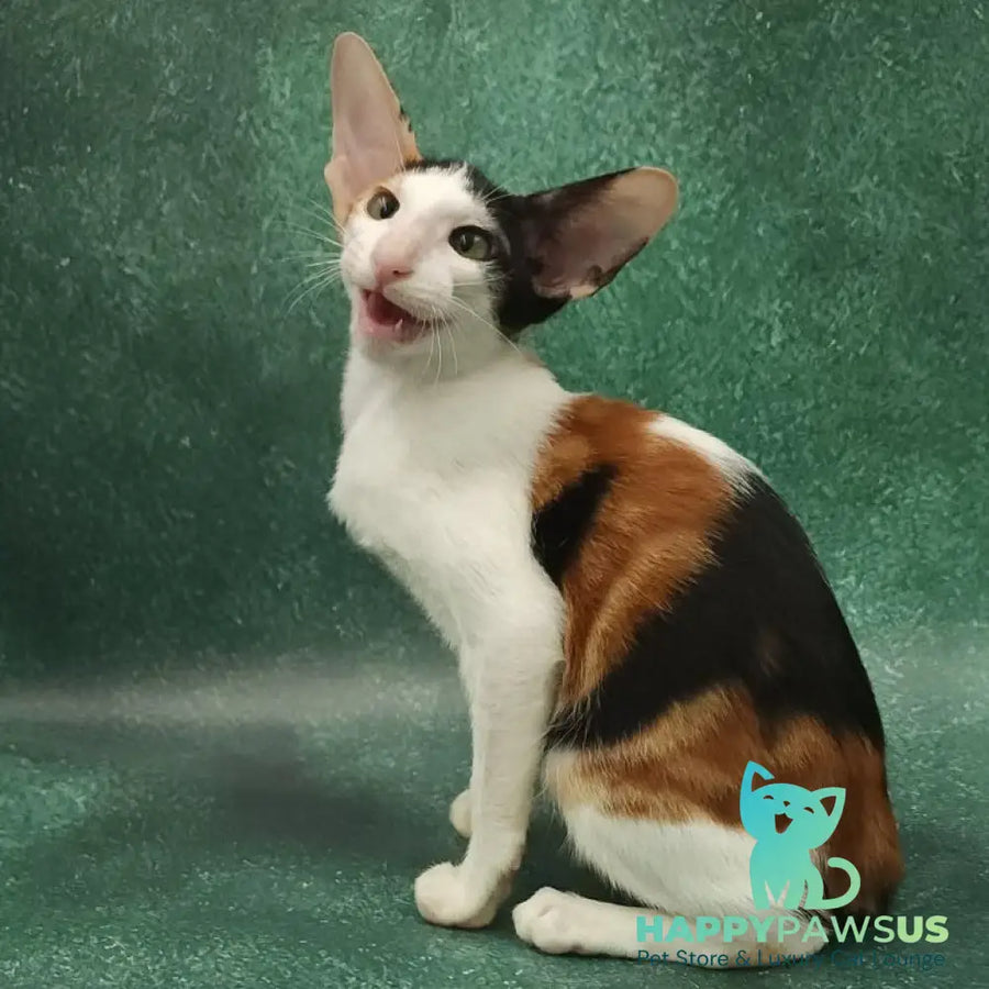Ulrica Oriental Shorthair female black tortie tabby harlequin - live animals