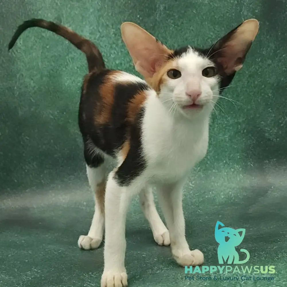 Ulrica Oriental Shorthair female black tortie tabby harlequin - live animals