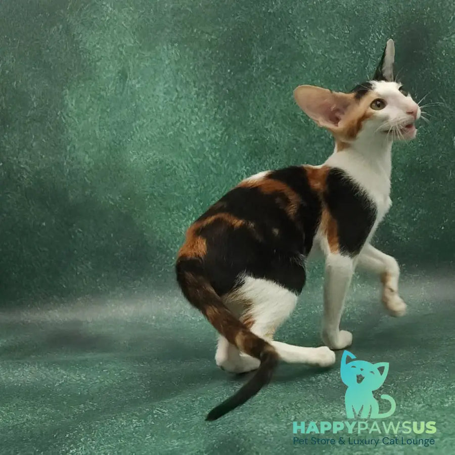 Ulrica Oriental Shorthair female black tortie tabby harlequin - live animals