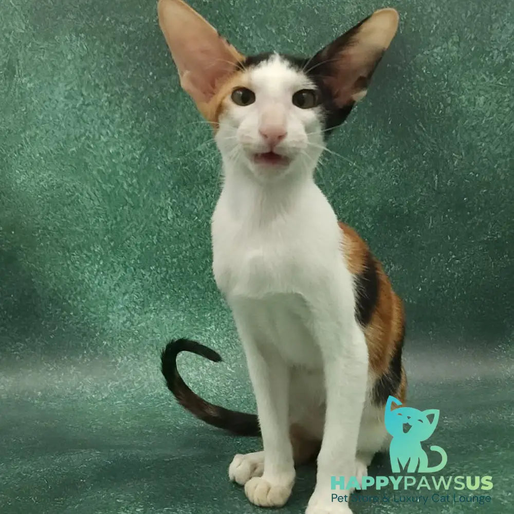 Ulrica Oriental Shorthair female black tortie tabby harlequin - live animals