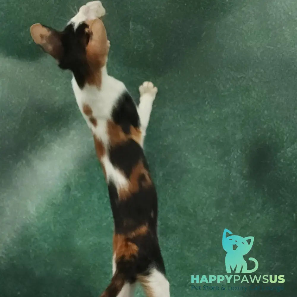 Ulrica Oriental Shorthair female black tortie tabby harlequin - live animals