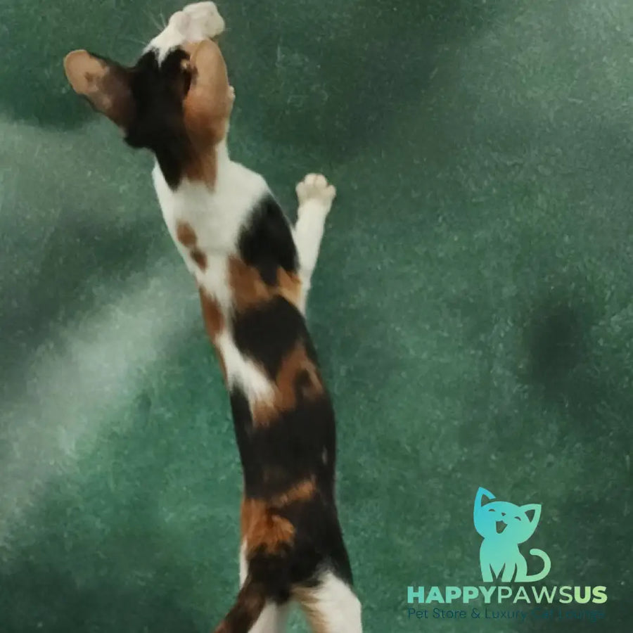 Ulrica Oriental Shorthair female black tortie tabby harlequin - live animals