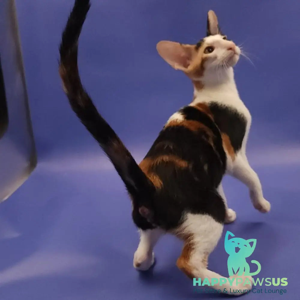 Ulrica Oriental Shorthair female black tortie tabby harlequin - live animals